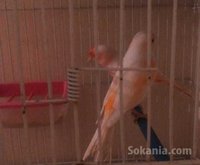كوبل كناري موزيك