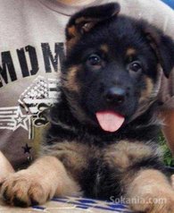 Chiots berger allemand