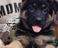 chiots berger allemand