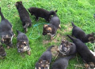 Chiots berger allemand