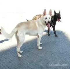 Chien Berger suisse