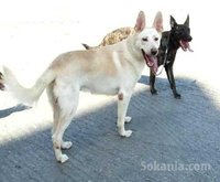 Chien Berger suisse