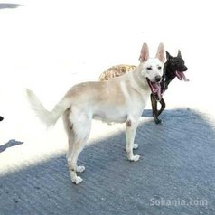 Chien Berger suisse