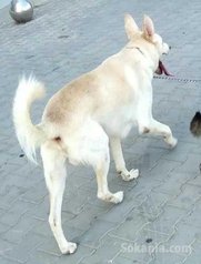 Chien Berger suisse