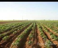 Terrain agricole 18 hectar à Bouskoura
