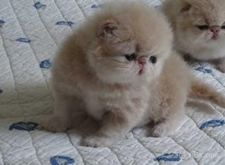 Chaton persan