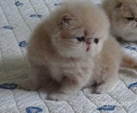 chaton persan