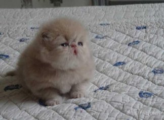 Chaton persan