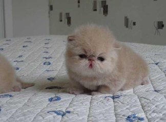 Chaton persan