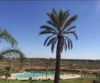 Vente appartement meublé palmeraie