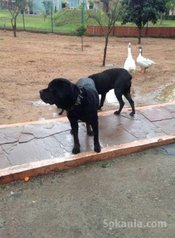Chiot cane corso