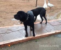 Chiot cane corso
