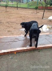Chiot cane corso