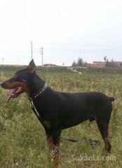 Doberman a vendre