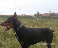 Doberman a vendre