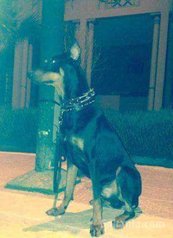 Doberman a vendre