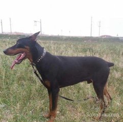 Doberman a vendre