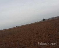 Terrain agricole malk de 1,24 hectare à benslimane