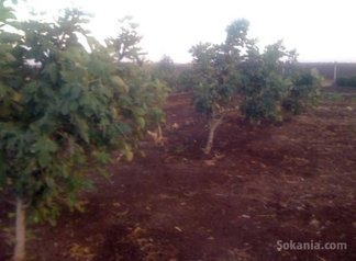 Ferme a ouled ziane de 6,5 hect