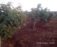 ferme a ouled ziane de 6,5 hect