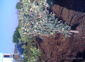 Ferme a ouled ziane de 6,5 hect