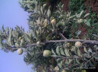 Ferme a ouled ziane de 6,5 hect
