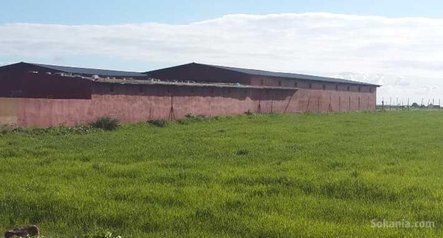 Ferme cloturée de 4 hectare à 60 Km de CASABLANCA