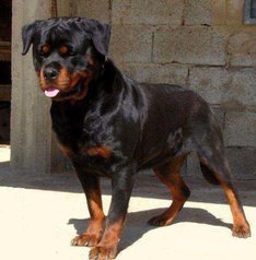 Mâle de rottweiler pour accouplement