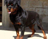 Mâle de rottweiler pour accouplement