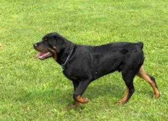 Mâle de rottweiler pour accouplement