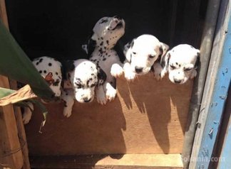 Dalmatiens splendide sur tanger