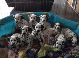 Dalmatiens splendide sur tanger