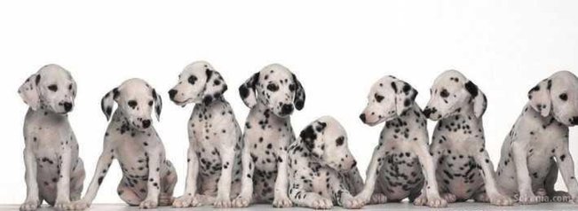 Dalmatiens splendide sur tanger