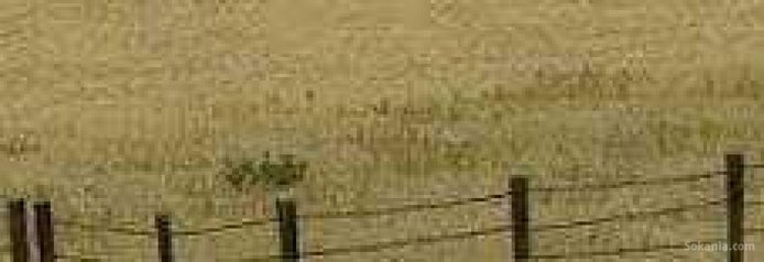 Terrain de 2,5 hectares a oulja