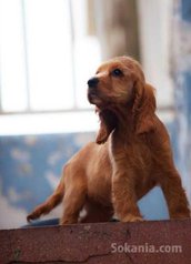 Chiots cocker spaniel pure race age 2 mois