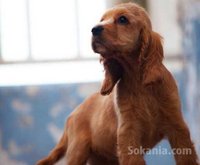 chiots cocker spaniel pure race age 2 mois