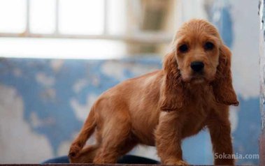 Chiots cocker spaniel pure race age 2 mois
