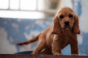 Chiots cocker spaniel pure race age 2 mois