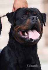 Male rottwiler