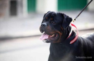 Male rottwiler