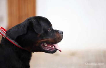 Male rottwiler