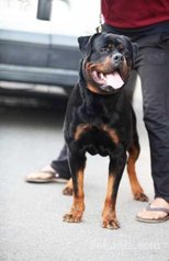 Male rottwiler