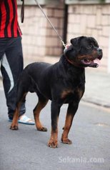 Male rottwiler