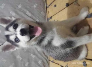 Chiots husky pure race age 1 mois et 15 jours