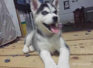 Chiots husky pure race age 1 mois et 15 jours