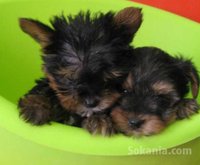 chiots yorkshire toy pure race age 2 mois