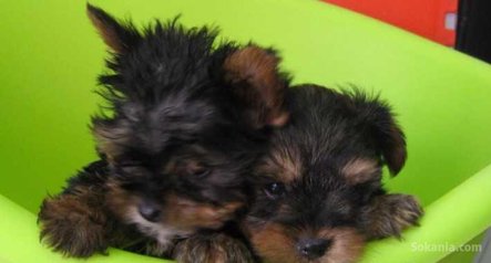 Chiots yorkshire toy pure race age 2 mois
