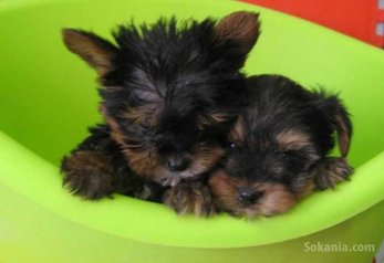 Chiots yorkshire toy pure race age 2 mois