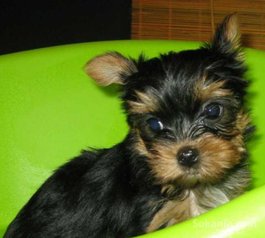 Chiots yorkshire toy pure race age 2 mois