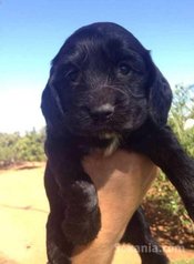 Chiots cocker spaniel pure race age 2 mois